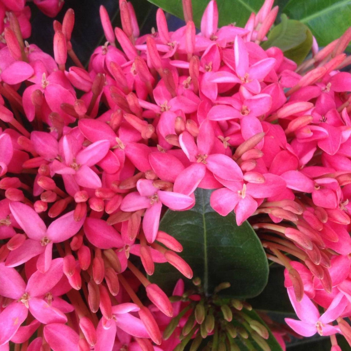 Ixora Long, Singapuri Ixora (Pink) - Plant