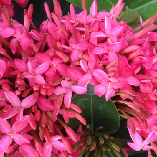 Ixora Long Singapuri (Pink) Plant