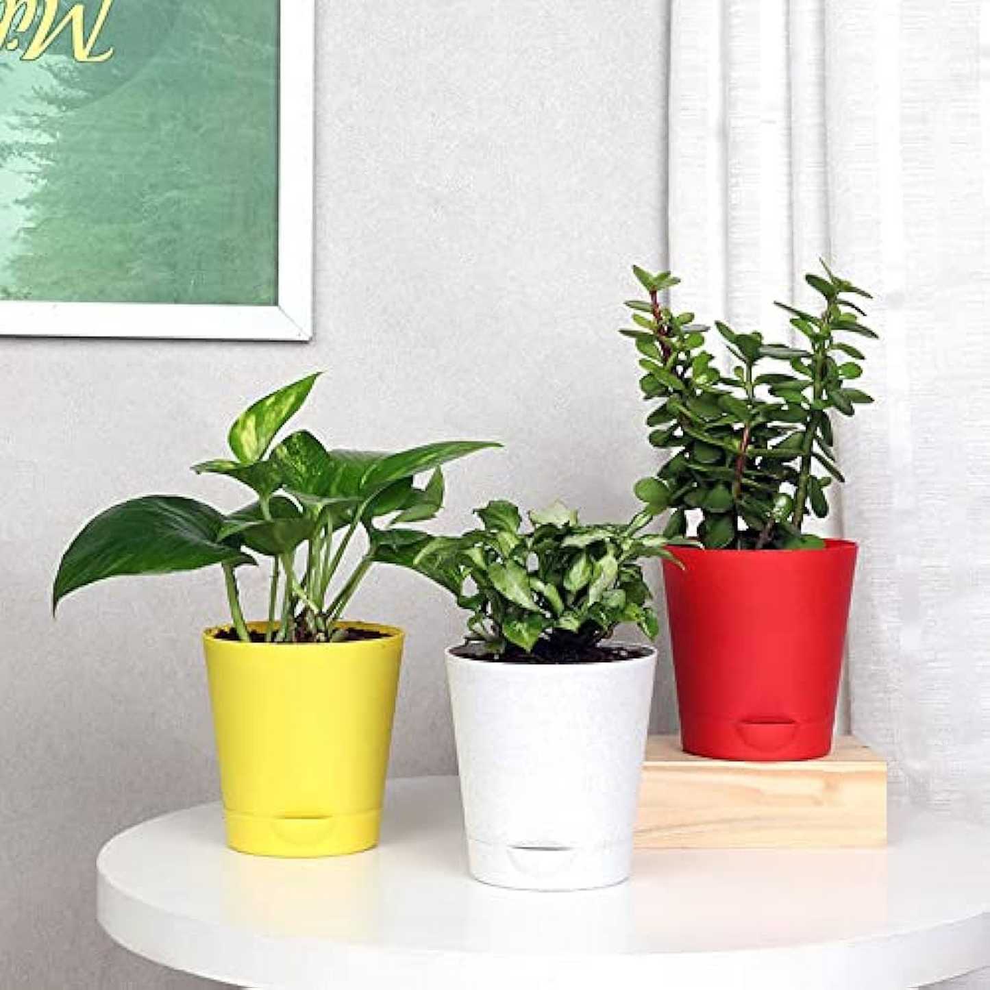 Pack of 3 Good Luck Jade Plants