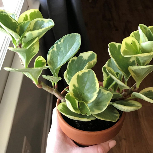 Peperomia obtusifolia Variegated Succulent Plant