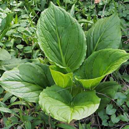 Skunkcabbage Plant