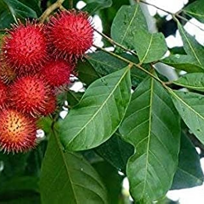 Rambutan Tree - Plant