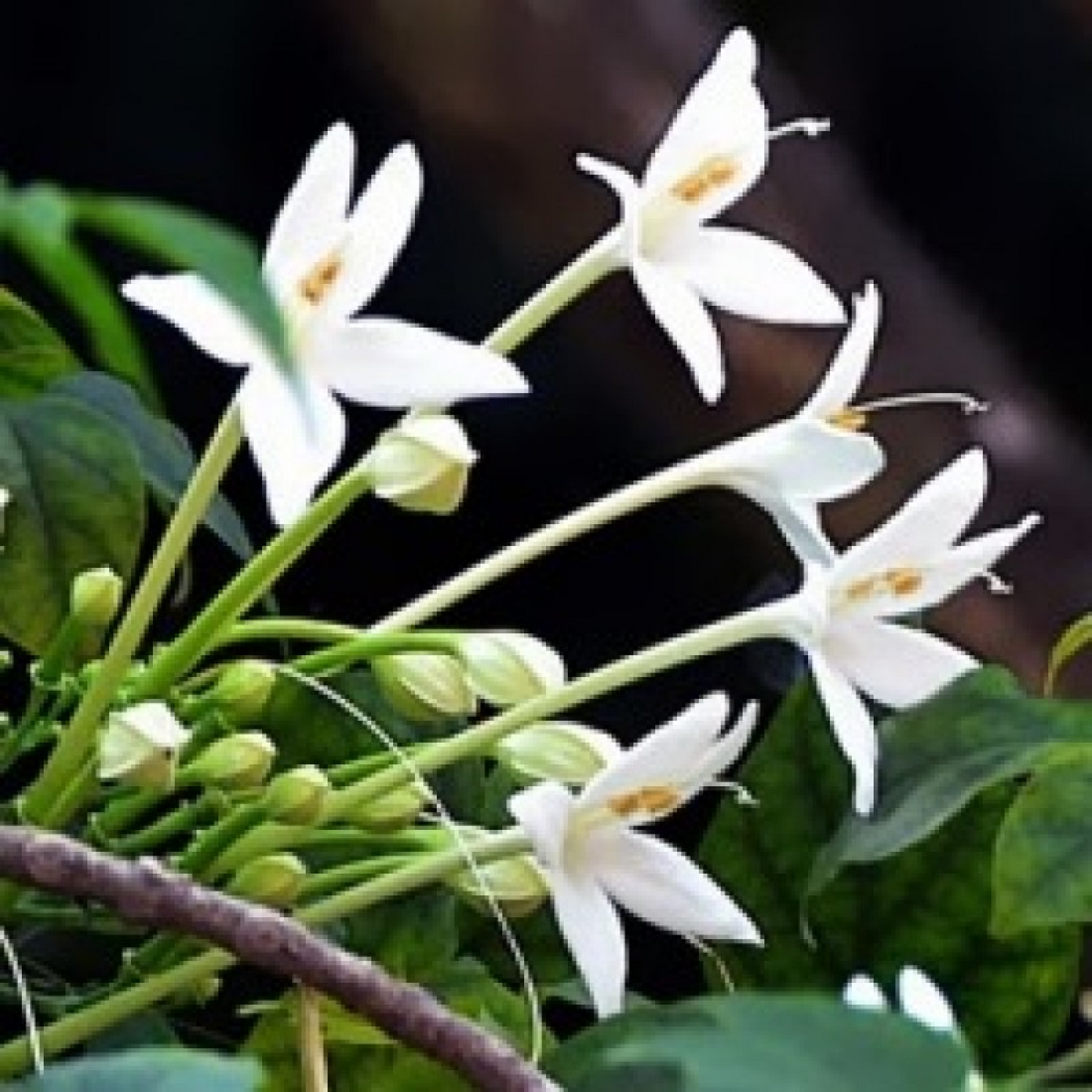 Tree Jasmin Millingtonia Hortensis Plant