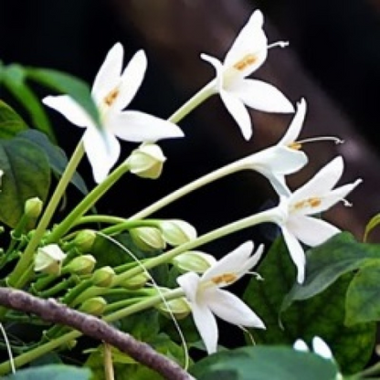 Tree Jasmine, Millingtonia Hortensis - Plant