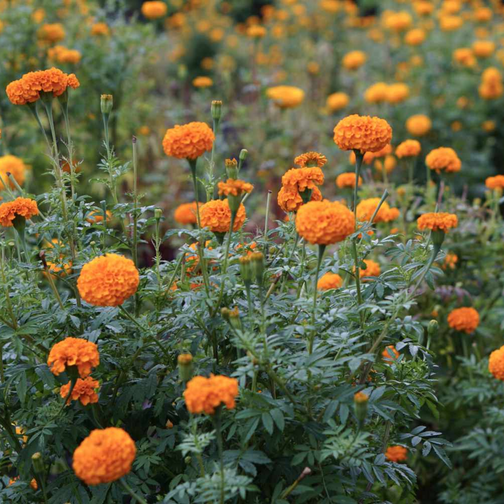 Mexican Marigold Plant