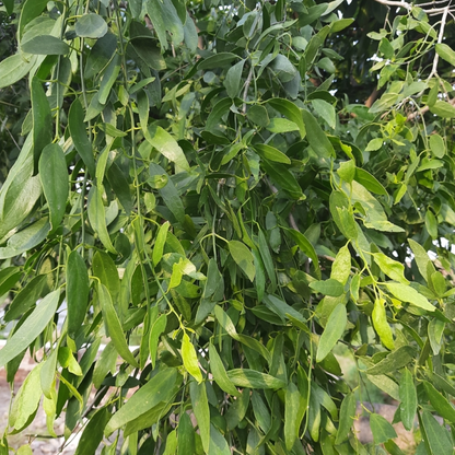 Salvadora oleoides Plant