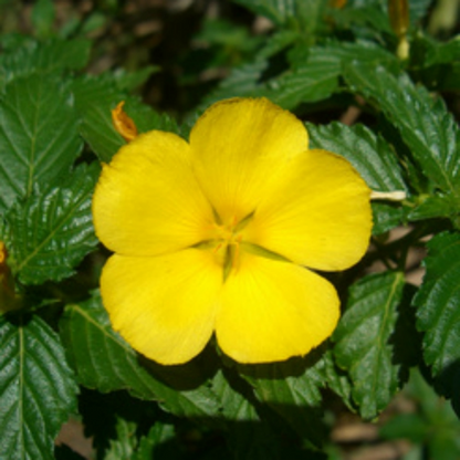 Turnera Ulmifoli Sage Rose (Yellow) Plant