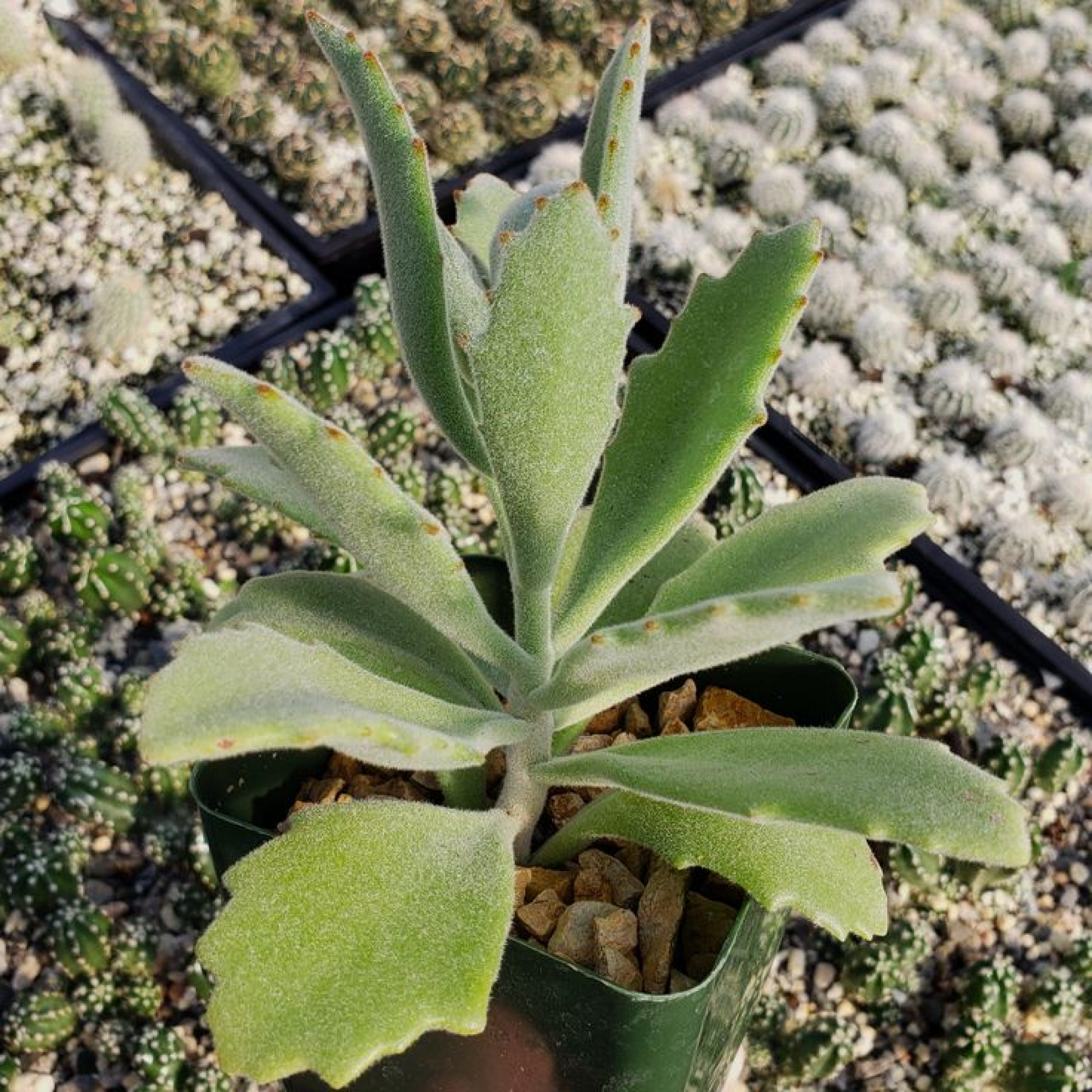 Kalanchoe beharensis Succulent Plant