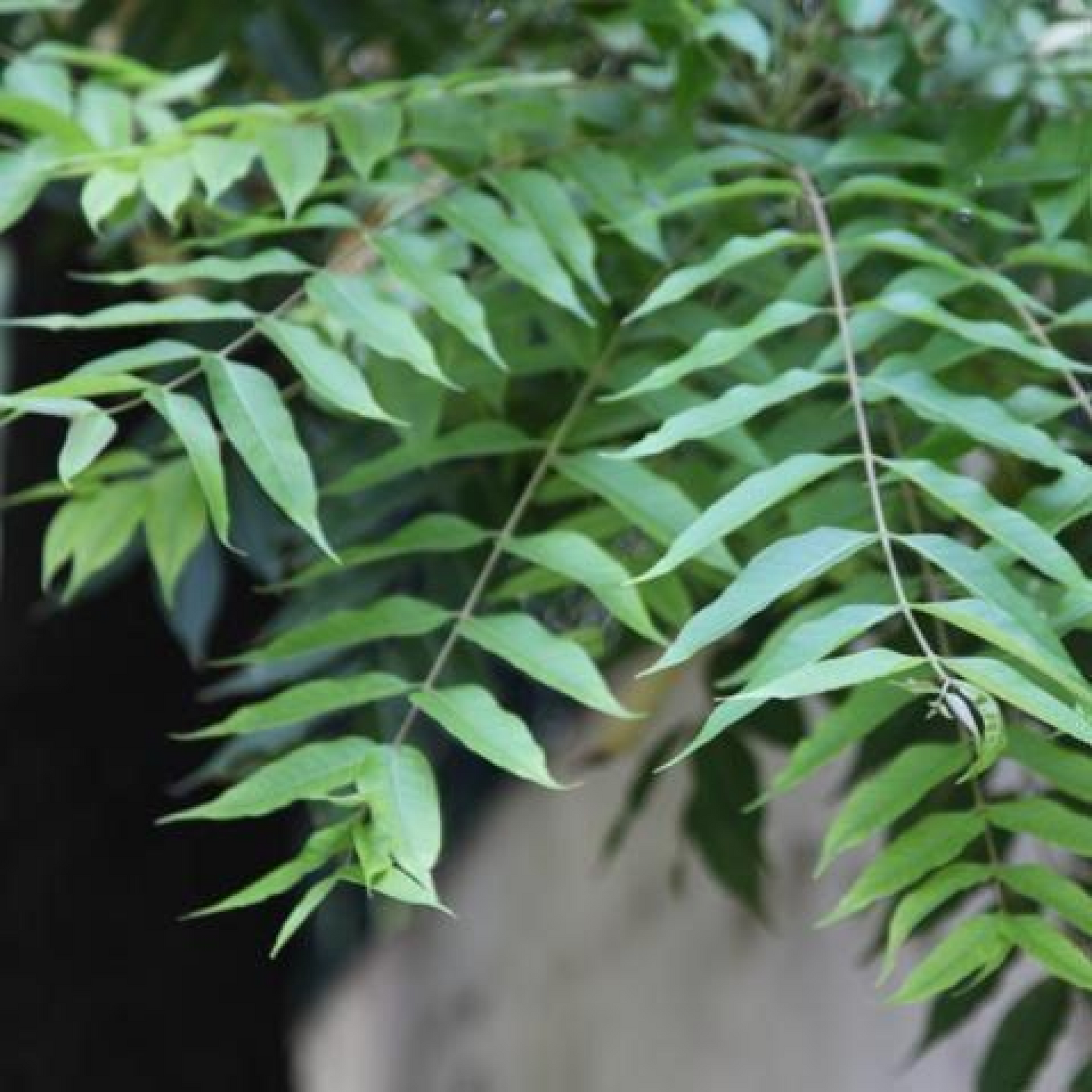 Toona ciliata Plant