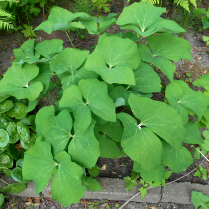 Jeffersonia diphylla Plant