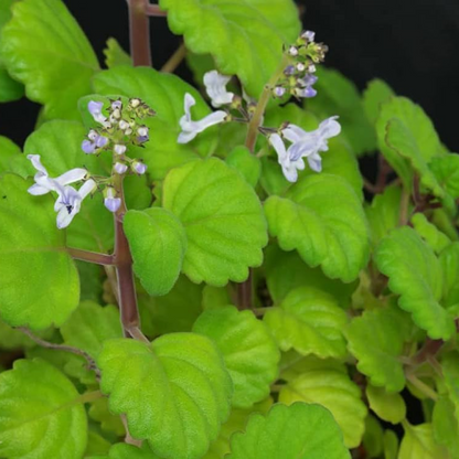 Plectranthus Verticillatus Ivy Plant