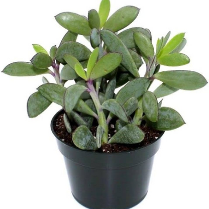 Senecio crassissimus Succulent Plant