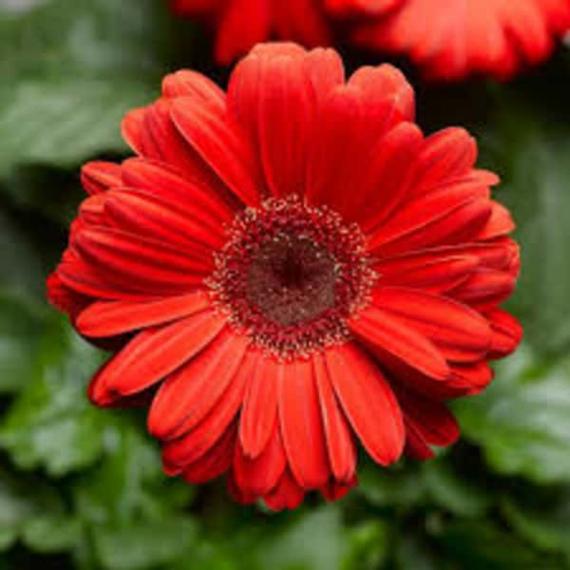 Gerbera (Red) Plant