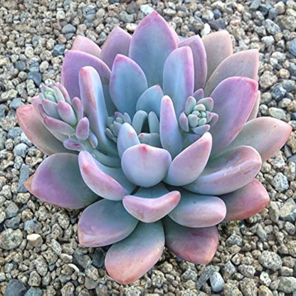 Graptoveria opalina Succulent Plant