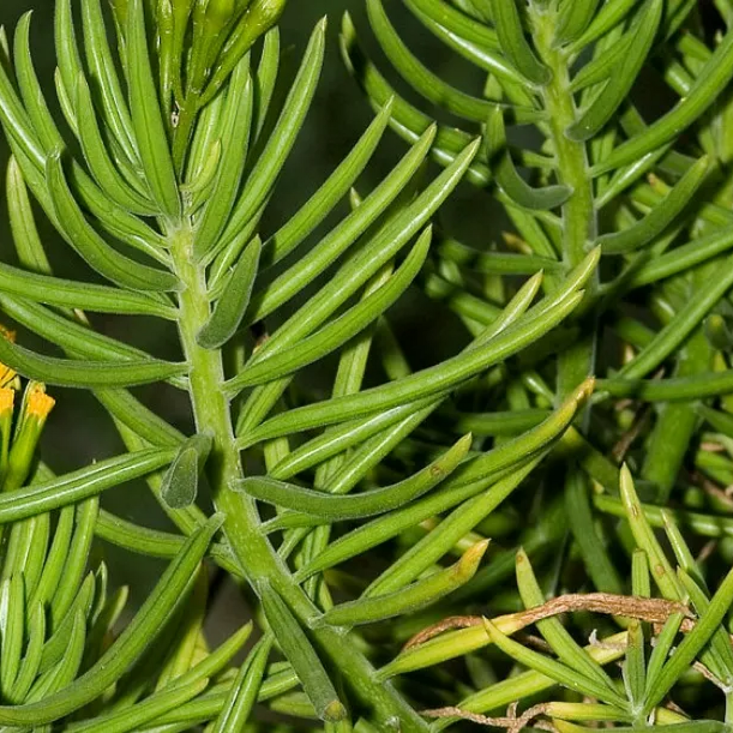 Bush Senecio barbertonicus Succulent Plant