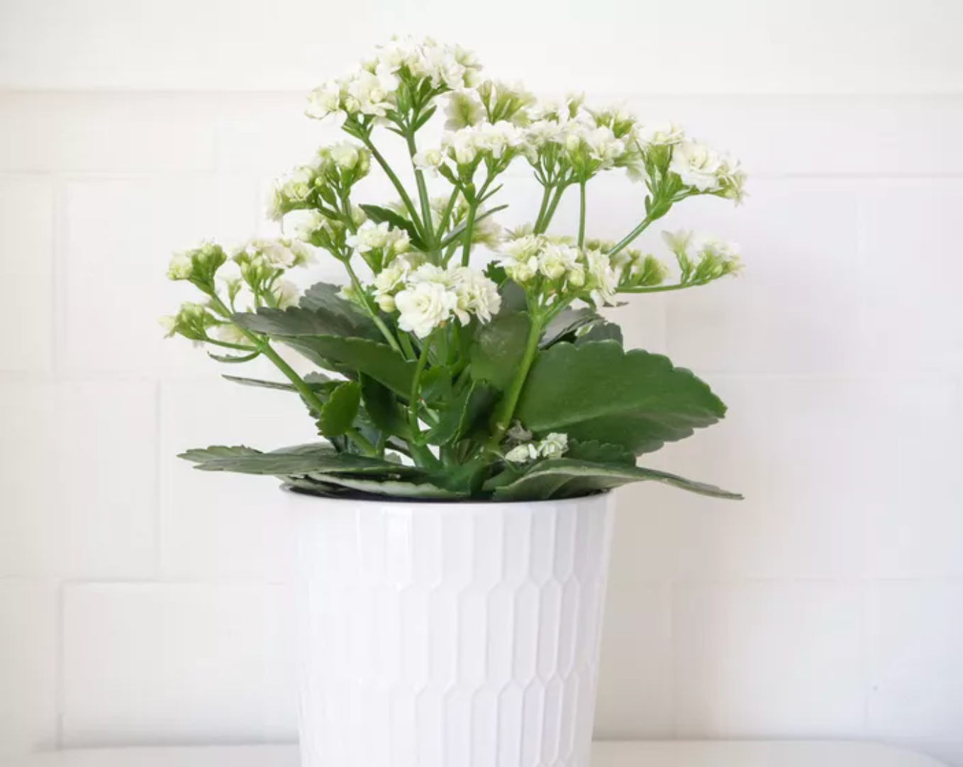 Kalanchoe (White) Plant