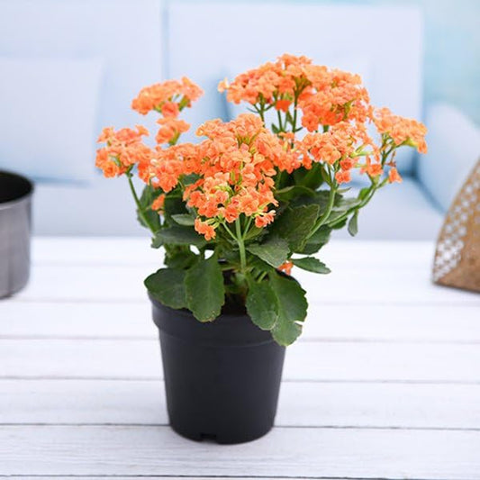 Kalanchoe (Orange) Plant