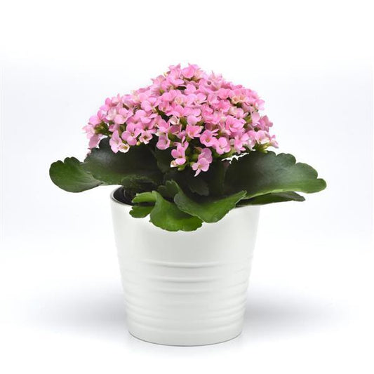 Kalanchoe (Pink) Plant 