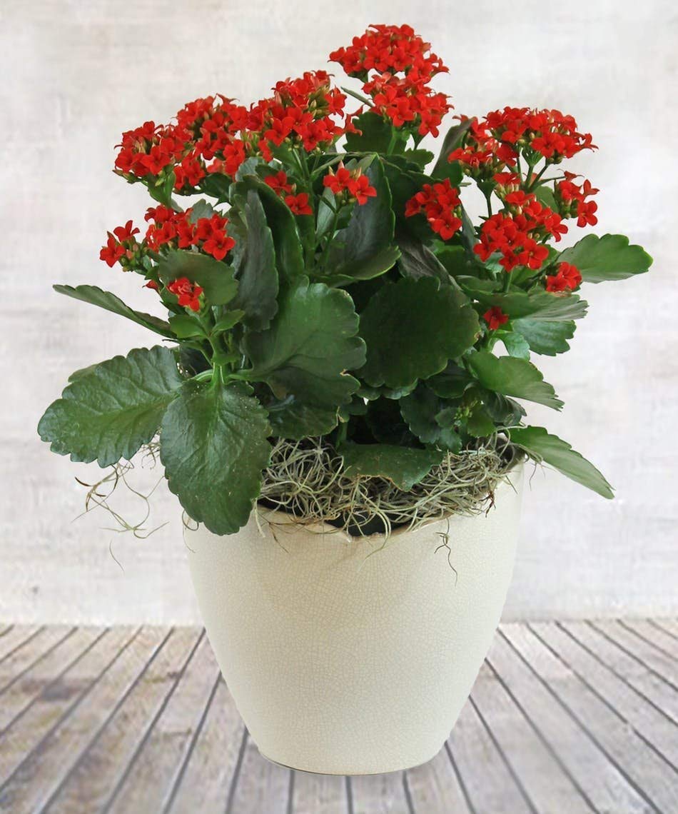 Kalanchoe (Red) Plant